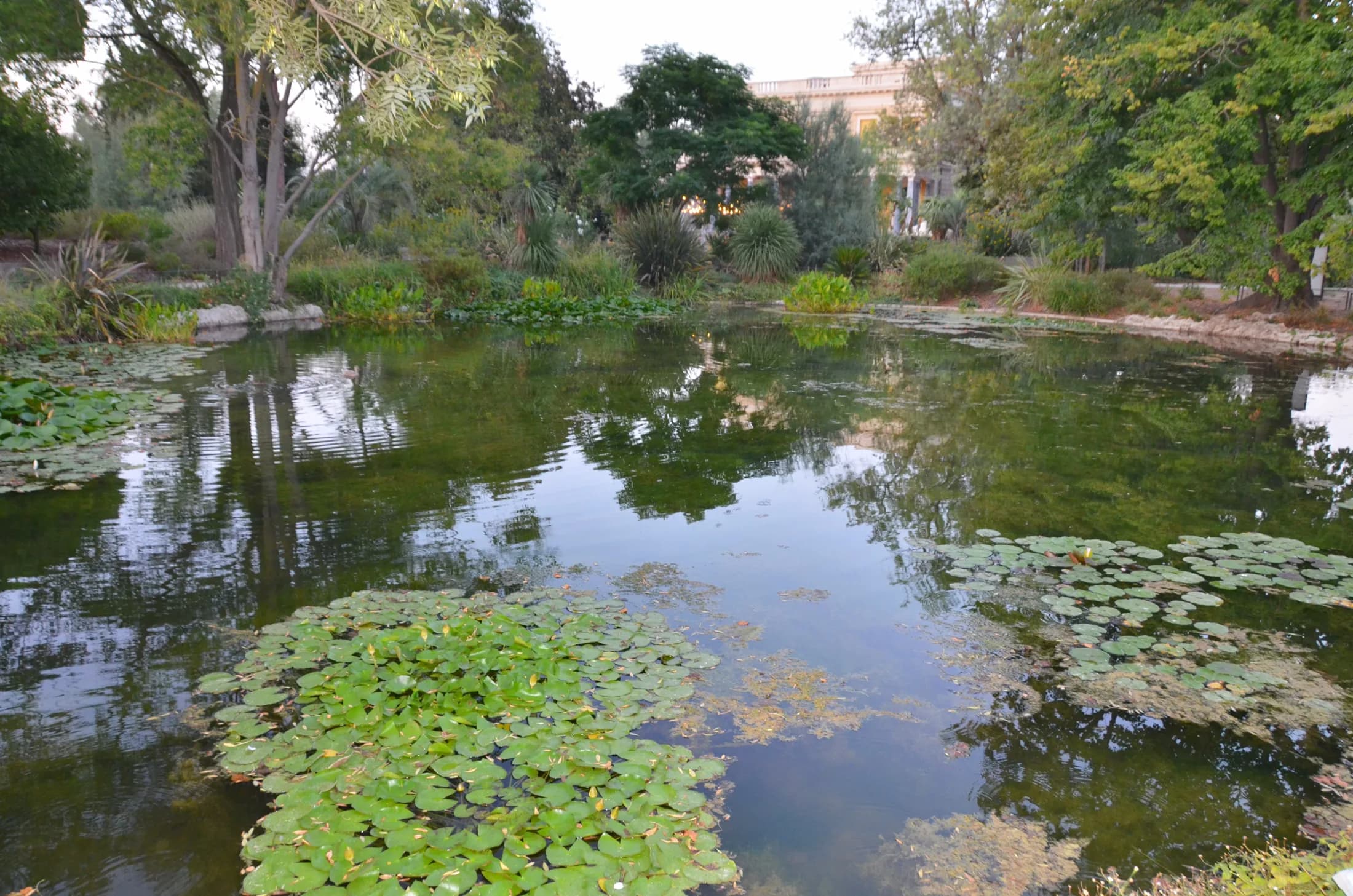 Le bassin aux nénuphars du parc du Château Laurens, au crépuscule.